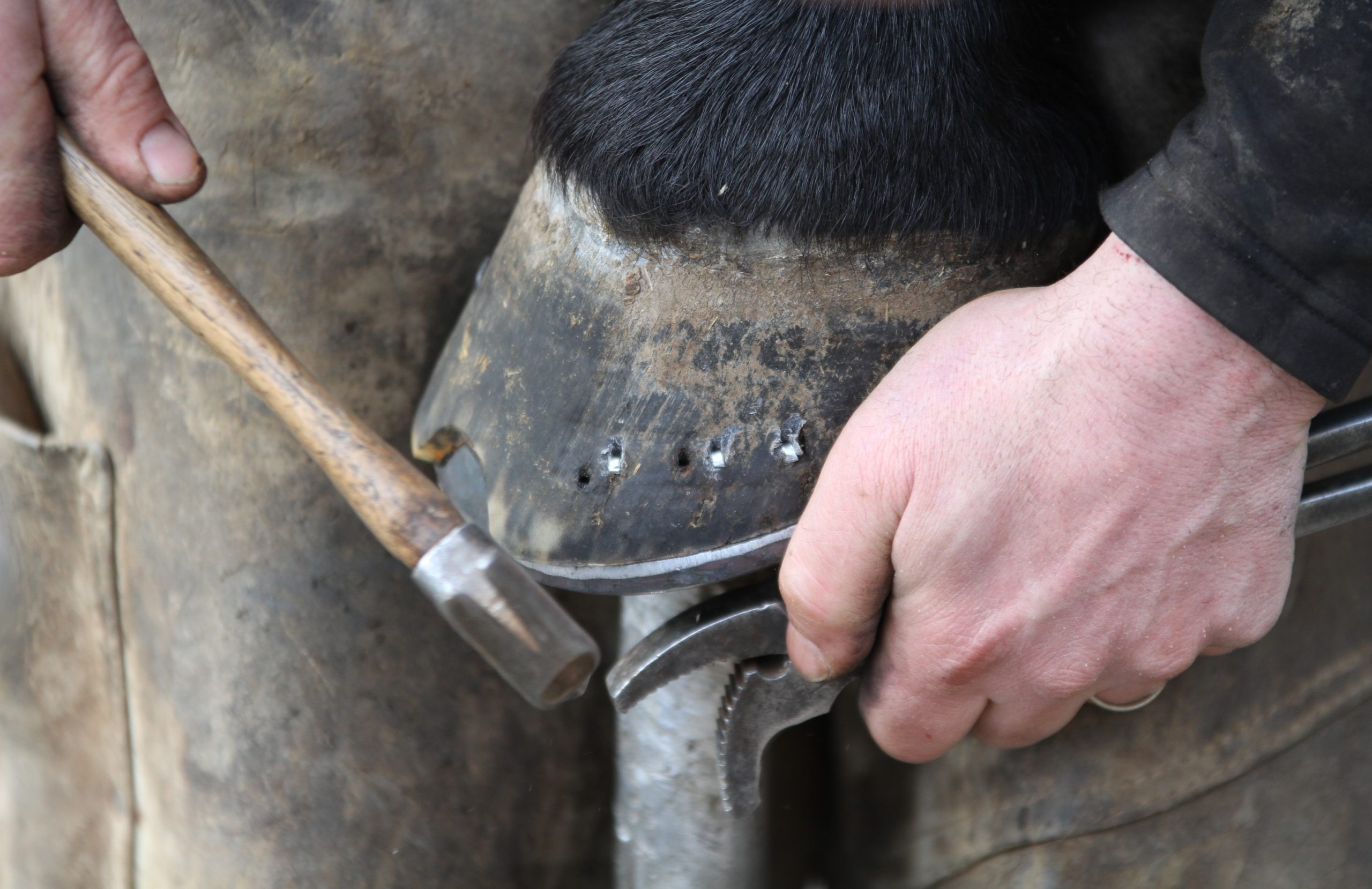 Certificate in Professional Farriery